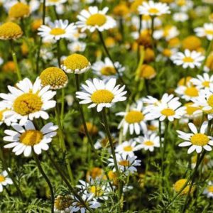 Chamomile Flowers