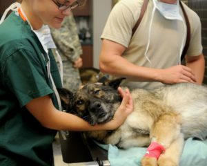 Young Girls Holds Dogs Head in Veterinarian Clinic