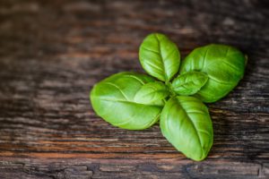 Fresh Picked Basil