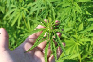 Hand Holding Hemp Plant Leaf