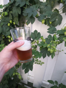 Half Empty Beer Glass in Hand with Hops Growing on Fence