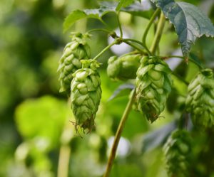 Close Up of Hop Cones on Vine