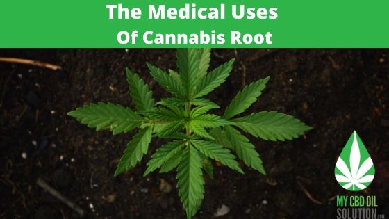 the medical uses of cannabis root